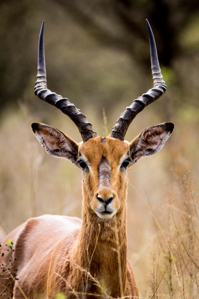 Impala Series Themed Crossword #1